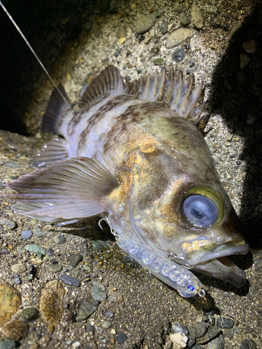 シロメバルの釣果