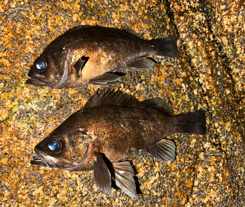 メバルの釣果