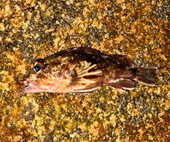 メバルの釣果