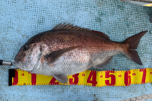 マダイの釣果