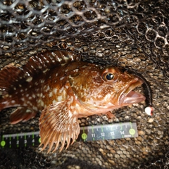 カサゴの釣果
