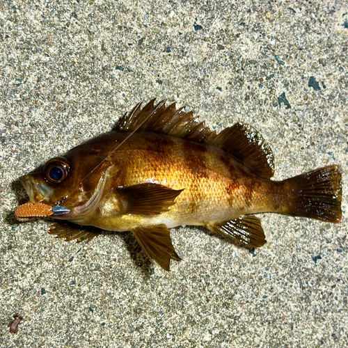 アカメバルの釣果