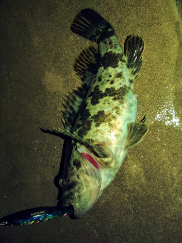 タケノコメバルの釣果