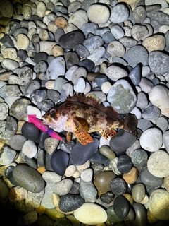 タケノコメバルの釣果