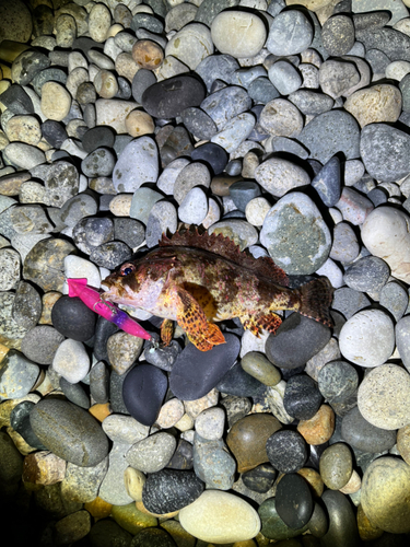 タケノコメバルの釣果