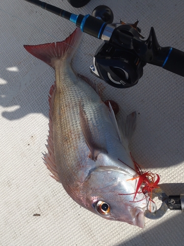 タイの釣果