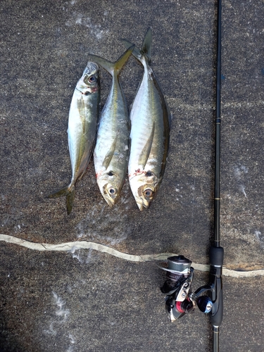 アジの釣果