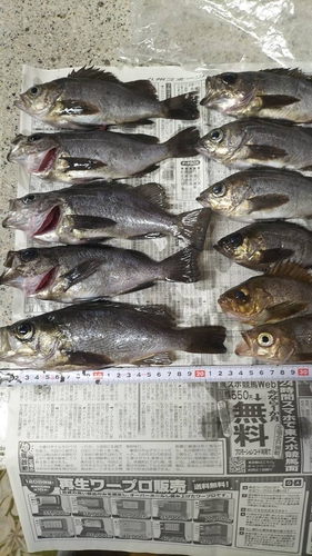 メバルの釣果