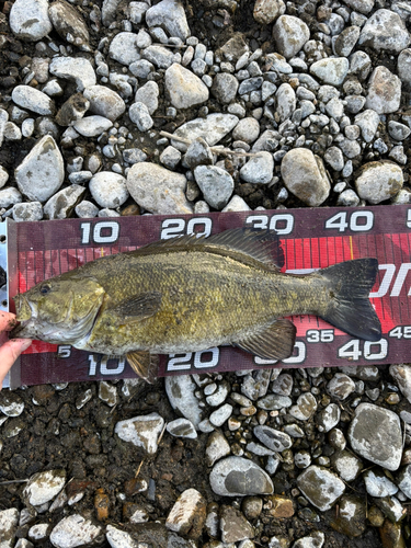 スモールマウスバスの釣果