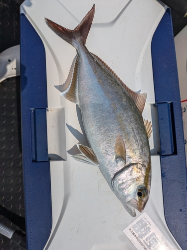 ショゴの釣果