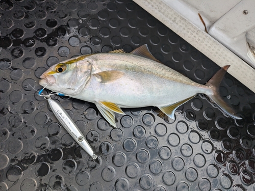 ショゴの釣果