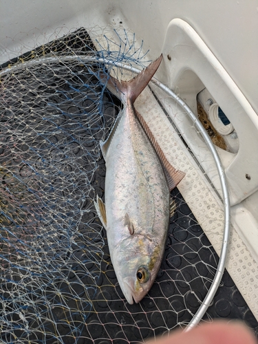 ショゴの釣果