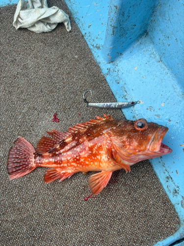 ウッカリカサゴの釣果