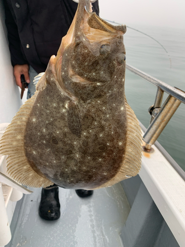 ヒラメの釣果