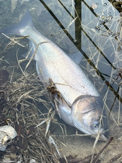 ハクレンの釣果