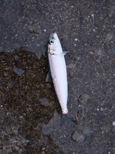 カタボシイワシの釣果