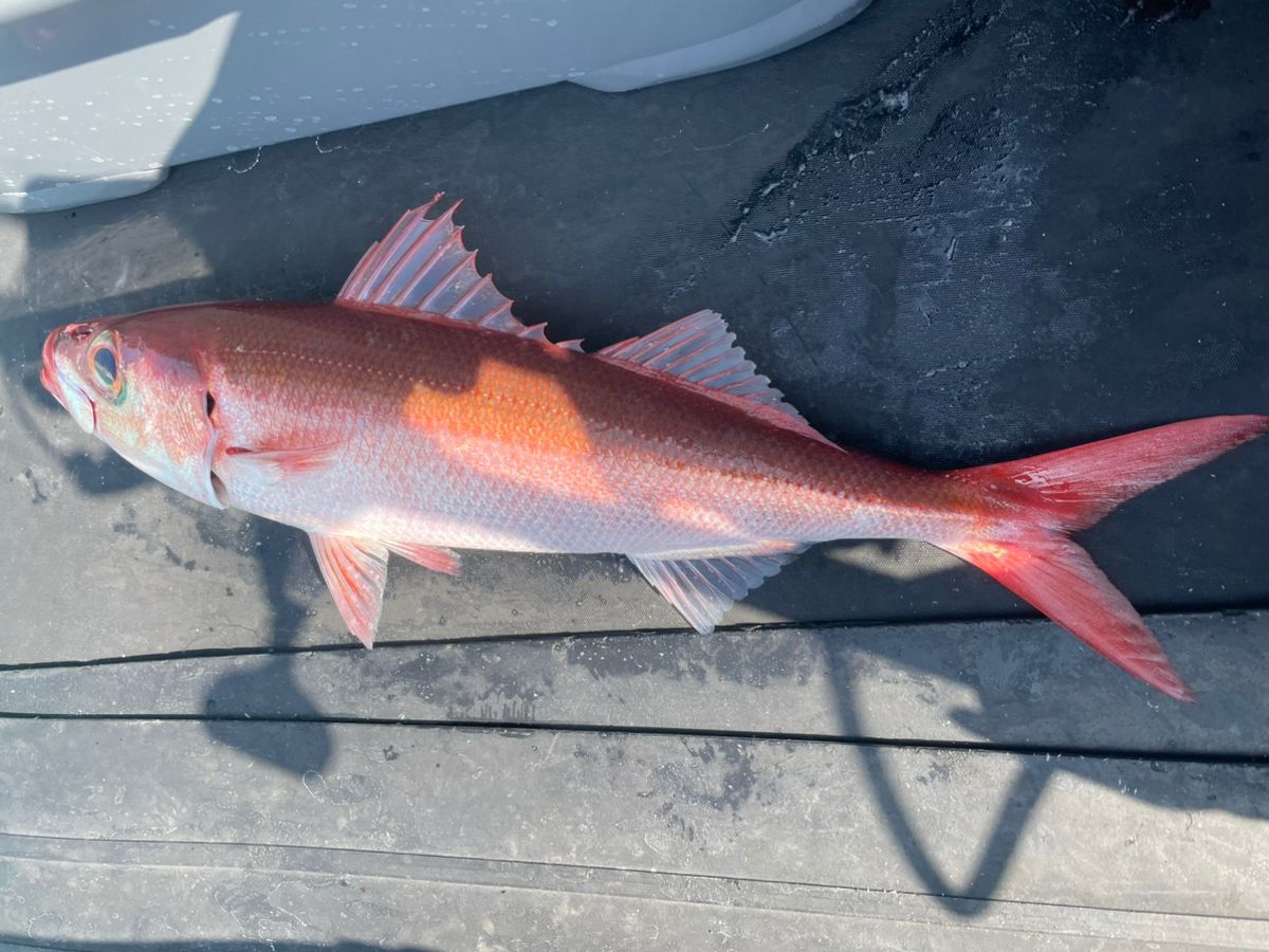 あろわな‪🎣‬さんの釣果 1枚目の画像