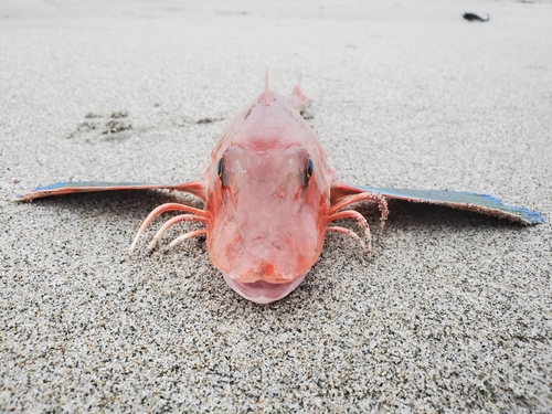 ホウボウの釣果