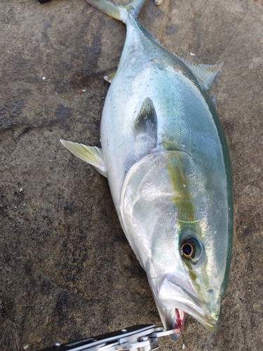 ワラサの釣果