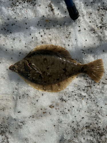 マガレイの釣果