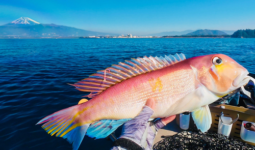 アカアマダイの釣果