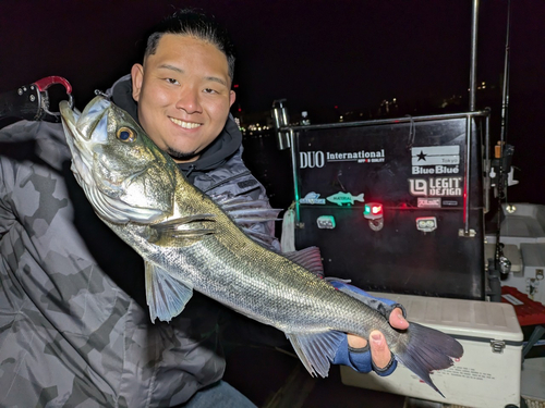 シーバスの釣果