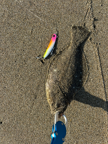 ソゲの釣果