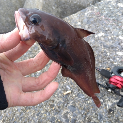 ドンコの釣果