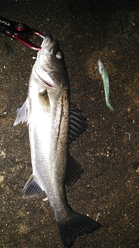 釣果