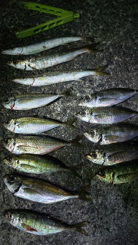 アジの釣果