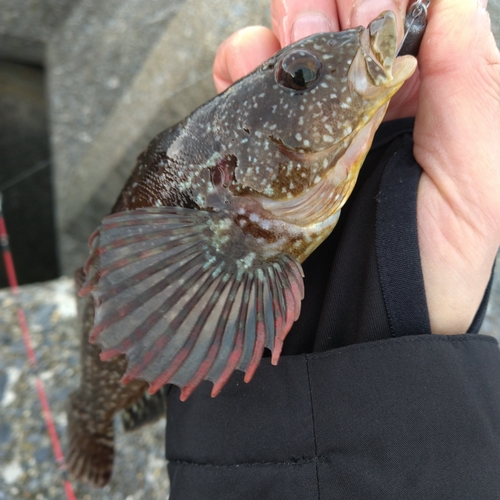 ハゴトコの釣果