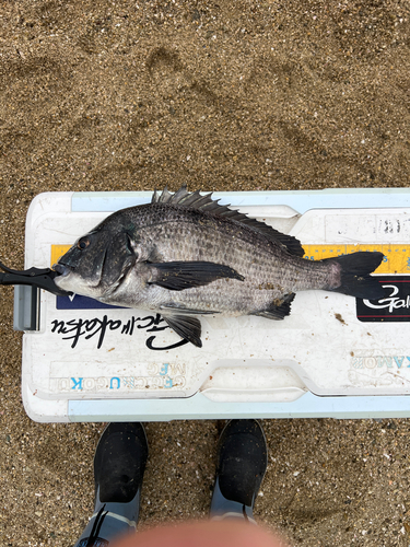 クロダイの釣果