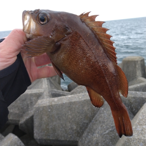 ガヤの釣果