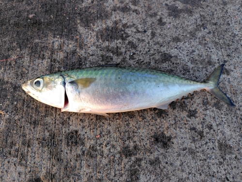 サバの釣果