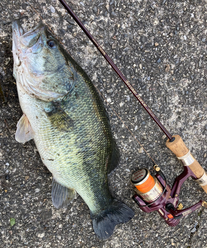 ブラックバスの釣果