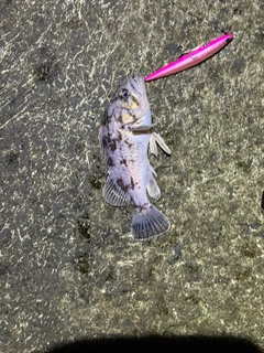 クロソイの釣果
