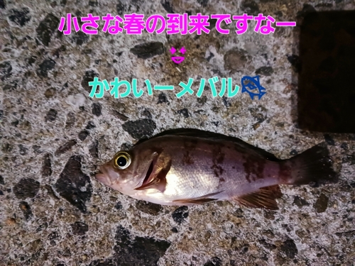 メバルの釣果