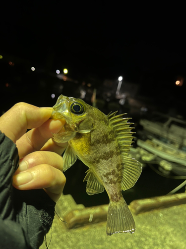 メバルの釣果