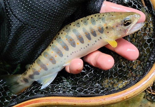 アマゴの釣果