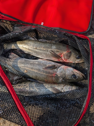 ハネ（マルスズキ）の釣果