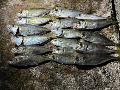 アジの釣果