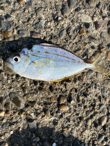 釣果