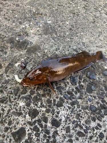 アブラコの釣果