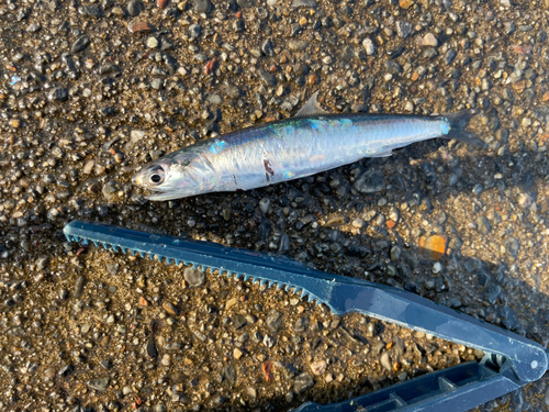 カタクチイワシの釣果