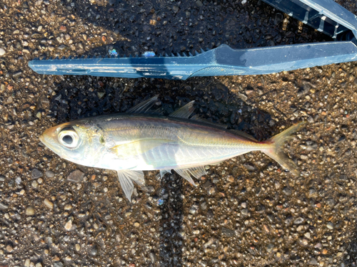 マアジの釣果