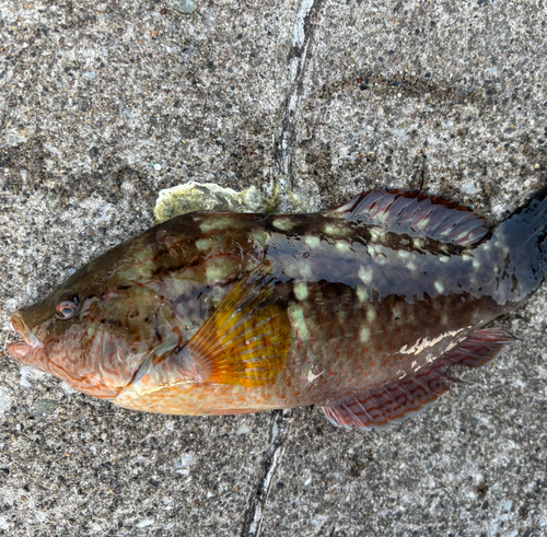 ホシササノハベラの釣果