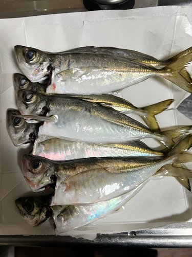 アジの釣果