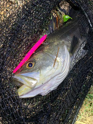 スズキの釣果