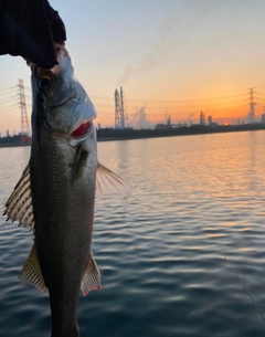 フッコ（マルスズキ）の釣果