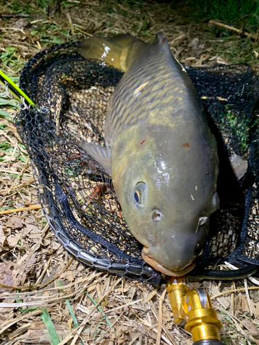 コイの釣果